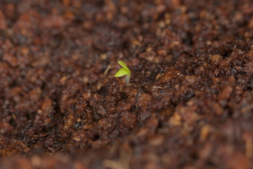 Plant germinating