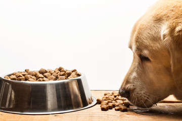 Alimento para perros.  Copy space