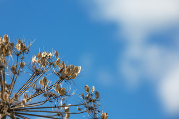 Hogweed. Umbrella plant. Graphically against the sky. dried hogweed stalk with seeds of umbrella species against the background of blue sky.