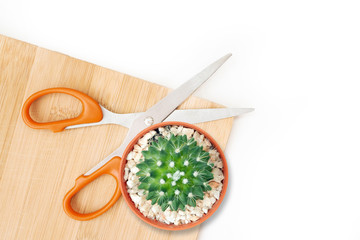 Scissors spread and cactus on wooden floor, isolated white background.