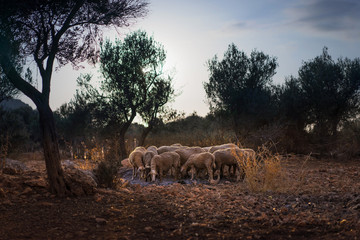 Sheep Flock in Olive Grove