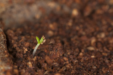 Plant germinating