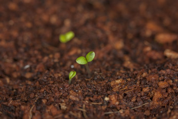 Plant germinating