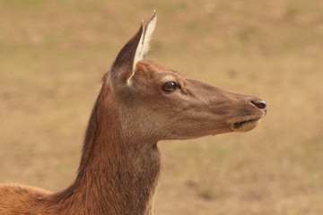 Obraz premium Europäische Hirschkuh