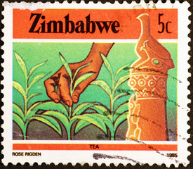 Tea plantation on postage stamp of Zimbabwe