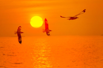 Sea gull fly over the sunset travel in thailand