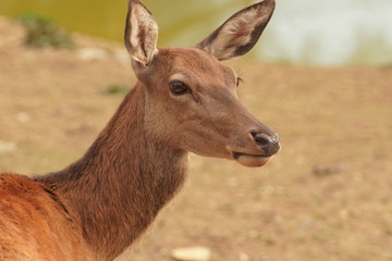Europäische Hirschkuh