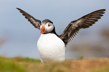 atlantic Puffin (Fratercula arctica) pair billing and bonding, near nest site at breeding colony in...