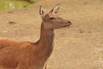 Europäische Hirschkuh