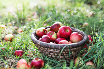 Apples in wicker basket on the ground in orchard.