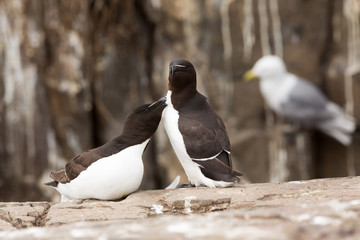 Razorbill (Alca torda) pair preening and bonding at nest site