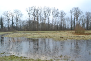 weerspiegeling van bomen in bevroren vennen met hoogwater in natuurgebied bij de Kruisbergse bossen