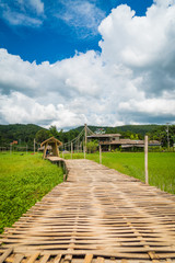Fototapeta na wymiar bamboo bridge in the rice field