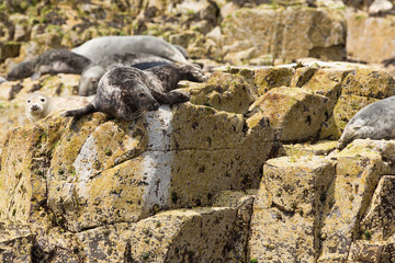 Grey seal (Halichoerus grypus)  resting on rocks at colony