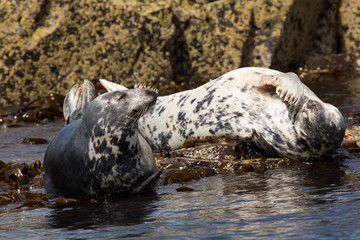 Grey seal (Halichoerus grypus)  resting on rocks at colony, basking in summer sun