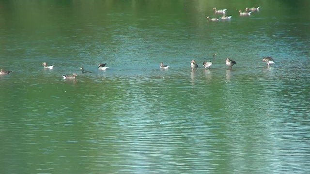 Life on the water. Wild birds - geese and cormoran - on the lake.