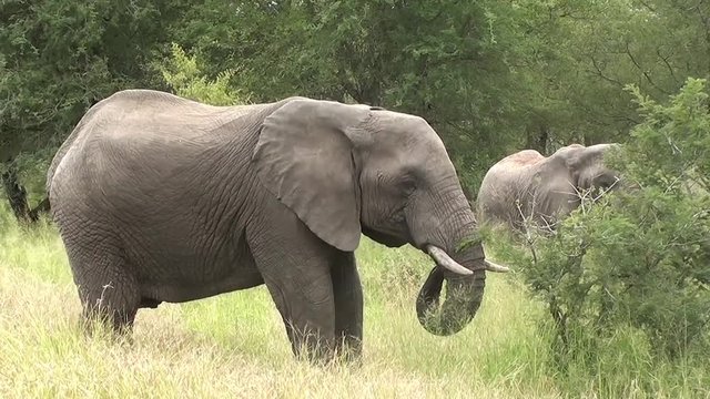 eating elephant in kruger national park during safari