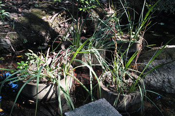 pots de fleurs dans un bassin dans un jardin japonais