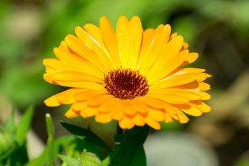 Closeup of Marigold (Calendula officinalis) flower