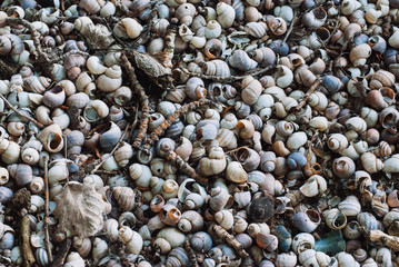 Close up of beach sand with lots of sea shells