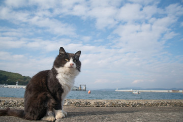 田代島の猫　Tashirojima,Japan Cats Paradise,Cats Island