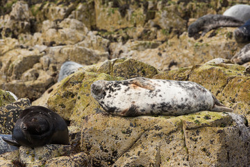 Grey seal (Halichoerus grypus)  resting on rocks at colony, basking in summer sun