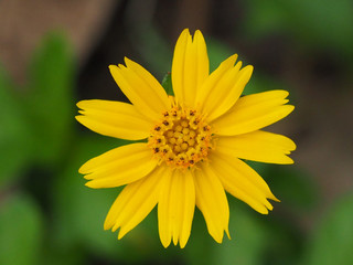 close up yellow flower to view