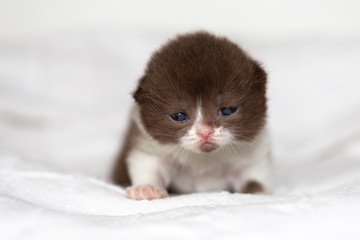 Britisch Kurzhaar Kitten- Katzenbaby- sehr klein und süß