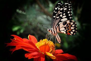 butterfly on flower © Channarong Nuin