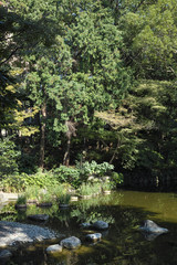 Fototapeta na wymiar pond in the japanese garden