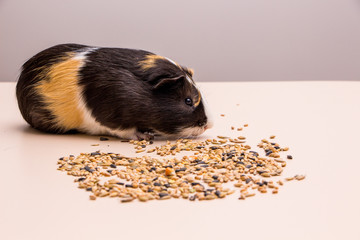 Funny guinea pig sitting on a pile of feed and eat different grain. Feeding guinea pig.