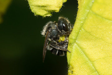 Closeup  of wild bee (prob. Osmia sp.) collecting leaf pieces of Mallow (Malva sylvestris) as...