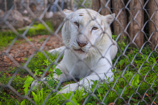 sad tiger in cage