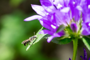 Closeup of wild bee (prob. Chelostoma rapunculi) on Clustered Bellflower (Campanula glomerata)