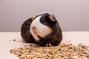 Funny guinea pig sitting on a pile of feed and eat different grain. Feeding guinea pig.