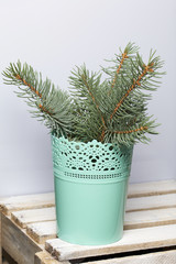 Blue spruce branches in pots. Stand on a wooden box, painted white. On a white background.