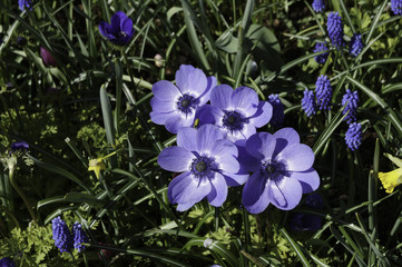 holl&auml;ndische Blumen