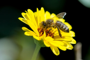 Closeup of honey bee (Apis mellifera) on Marigold flower (Calendula officinalis)