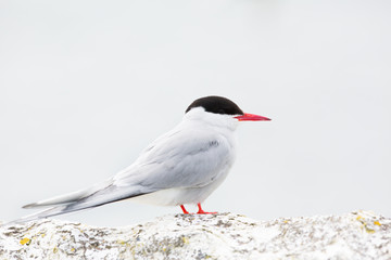 Arctic tern (Sterna paradisaea) perched on brick wall at breeding colony, high key portrait