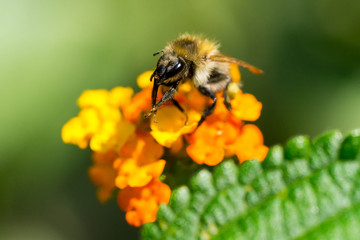 Closeup of Common Carder bee (prob. Bombus pascuorum) on Big-Sage (Lantana camara) flower