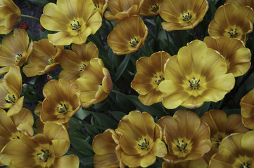 holländische Blumen