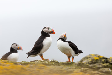 Atlantic Puffin (Fratercula arctica) pair billing and bonding, near nest site at breeding colony in wild flowers
