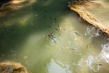Garra rufa fishes in a pond