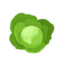 Bright vector illustration of colorful cabbage isolated on white background - 225669673