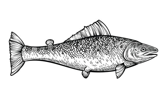 Salmon hand drawn vector illustration. Black engraving line sketch.