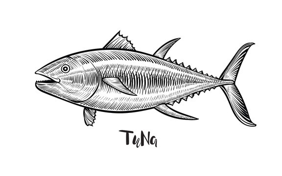 Tuna fish hand drawn vector illustration. Black engraving line emblem.