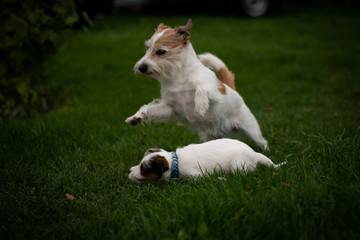 Terriers Playing