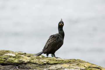 European shag (Phalacrocorax aristotelis) with nesting material, near nest, on rocky cliff at breeding colony