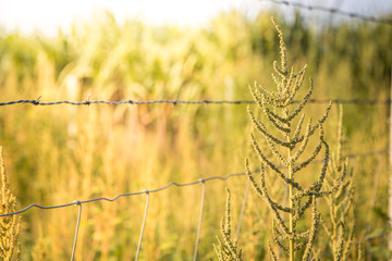 Fototapeta premium Grass flower with sunlight