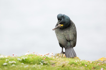 European shag (Phalacrocorax aristotelis) Calling and displaying, near nest, on rocky cliff at...